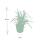 Ziergras - Japanische Teppich-Segge - Carex morrowii Irish Green - 9cm Topf - Set mit 6 Pflanzen