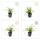 Ziergras - Japanische Teppich-Segge - Carex morrowii Irish Green - 9cm Topf - Set mit 6 Pflanzen