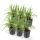 Ziergras - Japanische Teppich-Segge - Carex morrowii Irish Green - 9cm Topf - Set mit 6 Pflanzen