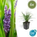 Bodendecker - Lilientraube - Liriope muscari Big Blue - 9cm Topf - Set mit 6 Pflanzen