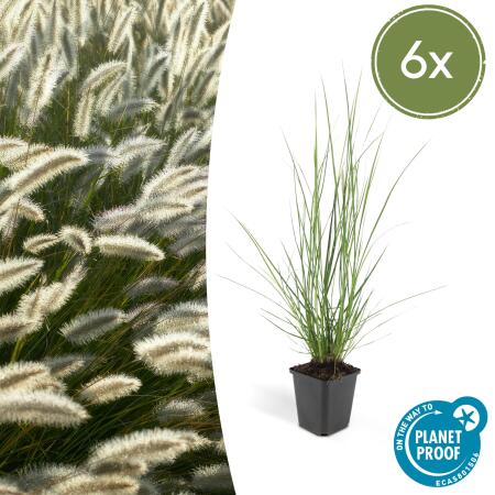 Lampenputzer-Gras - Pennisetum alopecuroides Hameln - 9cm Topf - Set mit 6 Pflanzen