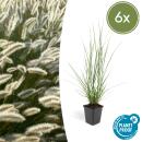 Lampenputzer-Gras - Pennisetum alopecuroides Hameln - 9cm Topf - Set mit 6 Pflanzen