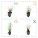 Lampenputzer-Gras - Pennisetum alopecuroides Hameln - 9cm Topf - Set mit 6 Pflanzen