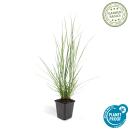 Lampenputzer-Gras - Pennisetum alopecuroides Hameln - 9cm Topf - Set mit 6 Pflanzen