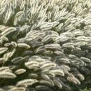 Lampenputzer-Gras - Pennisetum alopecuroides Hameln - 9cm Topf - Set mit 6 Pflanzen