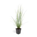 Lampenputzer-Gras - Pennisetum alopecuroides Hameln - 9cm Topf - Set mit 6 Pflanzen