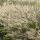 Lampenputzer-Gras - Pennisetum alopecuroides Hameln - 9cm Topf - Set mit 6 Pflanzen