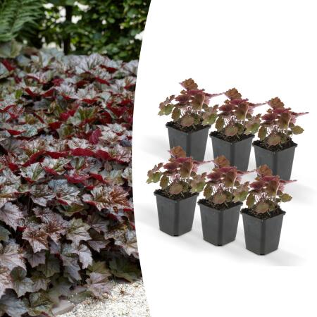 Groundcover - Purple bellflower - Heuchera mic. Palace Purple - 9cm pot - set of 6 plants