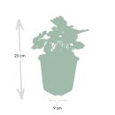 Groundcover - Purple bellflower - Heuchera mic. Palace Purple - 9cm pot - set of 6 plants
