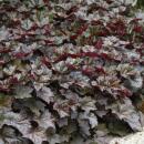Groundcover - Purple bellflower - Heuchera mic. Palace Purple - 9cm pot - set of 6 plants