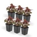 Groundcover - Purple bellflower - Heuchera mic. Palace Purple - 9cm pot - set of 6 plants