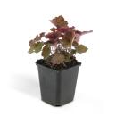 Groundcover - Purple bellflower - Heuchera mic. Palace Purple - 9cm pot - set of 6 plants