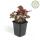 Groundcover - Purple bellflower - Heuchera mic. Palace Purple - 9cm pot - set of 6 plants