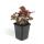 Groundcover - Purple bellflower - Heuchera mic. Palace Purple - 9cm pot - set of 6 plants
