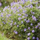 Bodendecker - Storchschnabel - Geranium Rozanne - 9cm Topf - Set mit 6 Pflanzen