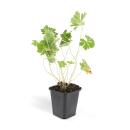 Bodendecker - Storchschnabel - Geranium Rozanne - 9cm Topf - Set mit 6 Pflanzen