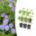Bodendecker - Storchschnabel - Geranium Rozanne - 9cm Topf - Set mit 6 Pflanzen