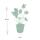 Bodendecker - Storchschnabel - Geranium Rozanne - 9cm Topf - Set mit 6 Pflanzen