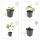 Bodendecker - Storchschnabel - Geranium Rozanne - 9cm Topf - Set mit 6 Pflanzen