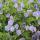 Bodendecker - Storchschnabel - Geranium Rozanne - 9cm Topf - Set mit 6 Pflanzen