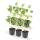 Bodendecker - Storchschnabel - Geranium Rozanne - 9cm Topf - Set mit 6 Pflanzen