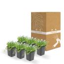 Bodendecker - Blauer Bubikopf - Isotoma fluviatilis - 9cm Topf - Set mit 6 Pflanzen