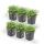 Bodendecker - Blauer Bubikopf - Isotoma fluviatilis - 9cm Topf - Set mit 6 Pflanzen