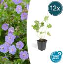 Bodendecker - Storchschnabel - Geranium Rozanne - 9cm...