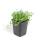 Bodendecker - Blauer Bubikopf - Isotoma fluviatilis - 9cm Topf - Set mit 12 Pflanzen