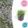 Bodendecker - Blauer Bubikopf - Isotoma fluviatilis - 9cm Topf - Set mit 24 Pflanzen