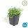 Bodendecker - Blauer Bubikopf - Isotoma fluviatilis - 9cm Topf - Set mit 24 Pflanzen