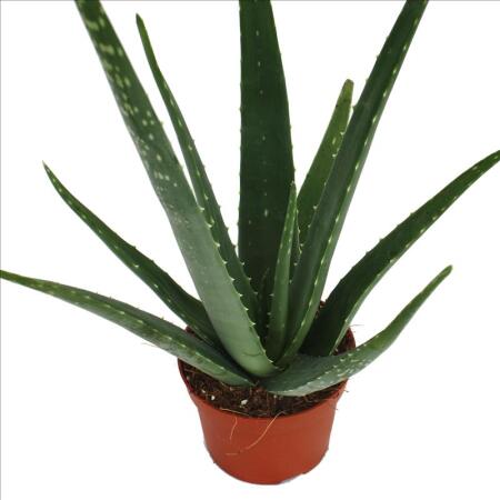 agave parryi var truncata Agave parryi var. truncata
