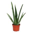 Aloe vera - env. 3 ans - pot de 12cm