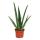 Aloe vera - approx. 3 years old - 12cm pot