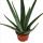 Aloe vera - approx. 3 years old - 12cm pot