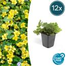 Immergrüner Bodendecker - Golderdbeere - Waldsteinia ternata - 9cm Topf - Set mit 12 Pflanzen