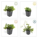 Immergrüner Bodendecker - Golderdbeere - Waldsteinia ternata - 9cm Topf - Set mit 12 Pflanzen