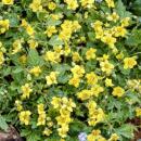 Immergrüner Bodendecker - Golderdbeere - Waldsteinia ternata - 9cm Topf - Set mit 12 Pflanzen