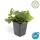 Immergrüner Bodendecker - Golderdbeere - Waldsteinia ternata - 9cm Topf - Set mit 12 Pflanzen