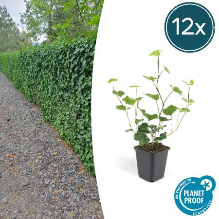 Ground cover - Irish ivy - Hedera hibernica - 9cm pot - set of 12 plants