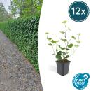 Ground cover - Irish ivy - Hedera hibernica - 9cm pot - set of 12 plants