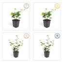 Ground cover - Irish ivy - Hedera hibernica - 9cm pot - set of 12 plants