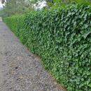 Ground cover - Irish ivy - Hedera hibernica - 9cm pot - set of 12 plants