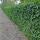 Ground cover - Irish ivy - Hedera hibernica - 9cm pot - set of 12 plants