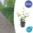 Bodendecker - Irischer Efeu - Hedera hibernica - 9cm Topf - Set mit 40 Pflanzen