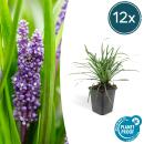 Bodendecker - Lilientraube - Liriope muscari Big Blue - 9cm Topf - Set mit 12 Pflanzen