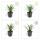 Bodendecker - Lilientraube - Liriope muscari Big Blue - 9cm Topf - Set mit 12 Pflanzen