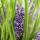 Bodendecker - Lilientraube - Liriope muscari Big Blue - 9cm Topf - Set mit 12 Pflanzen