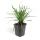 Bodendecker - Lilientraube - Liriope muscari Big Blue - 9cm Topf - Set mit 12 Pflanzen