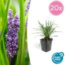 Couvre-sol - Raisin de Lili - Liriope muscari Big Blue -...